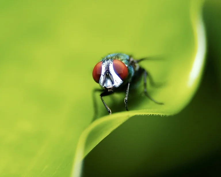 A green blowfly on a bright leaf
