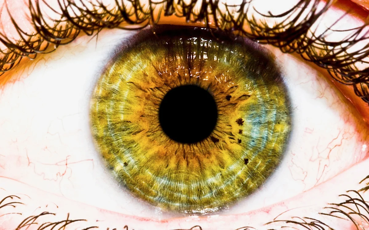 Green-brown eyes through the lens
