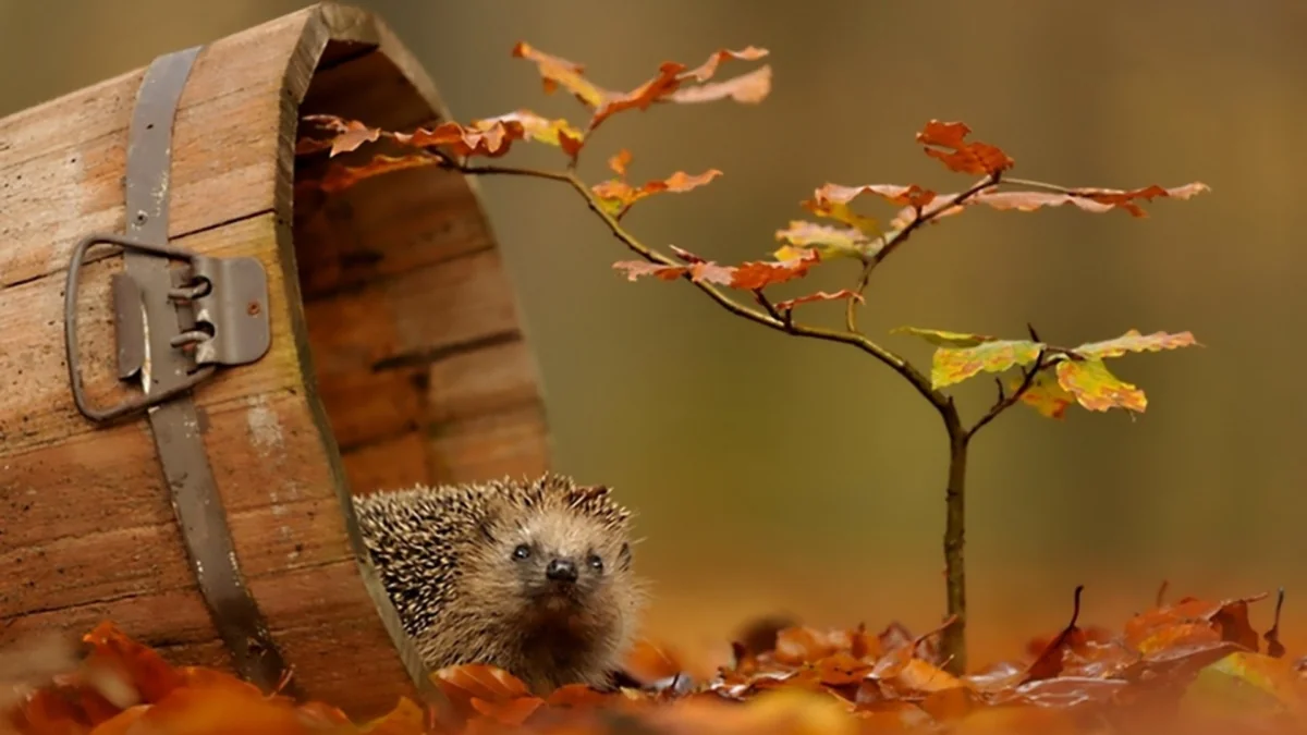 A hedgehog in an old wooden bucket among the autumn leaves