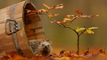 A hedgehog in an old wooden bucket among the autumn leaves