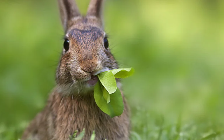 A wild rabbit with a green leaf in the forest