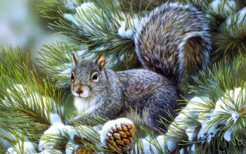 A gray squirrel on a snow-covered pine branch