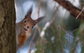 A squirrel peeking out from behind a tree trunk