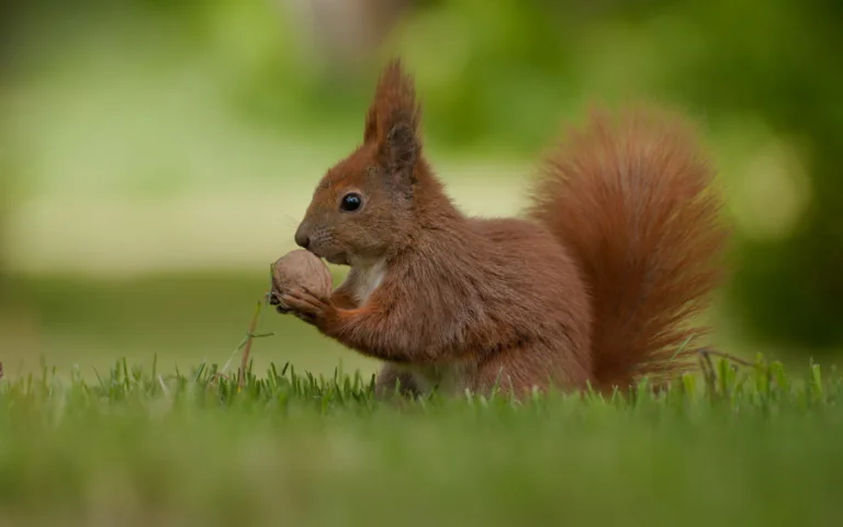 A squirrel with a nut on a green lawn