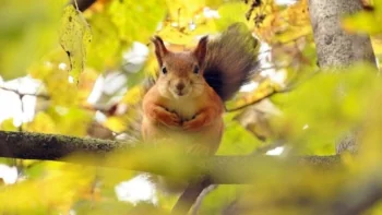 A squirrel among the golden leaves of an autumn forest