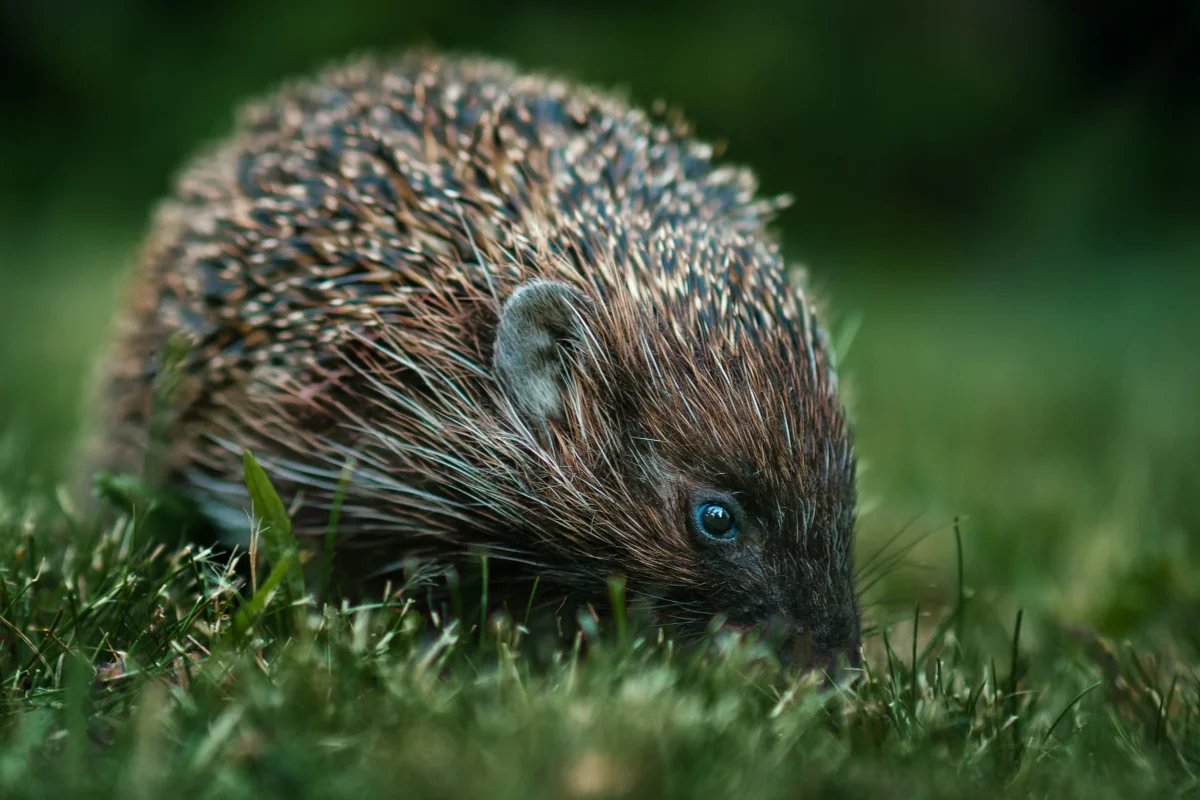A hedgehog in the thick green grass