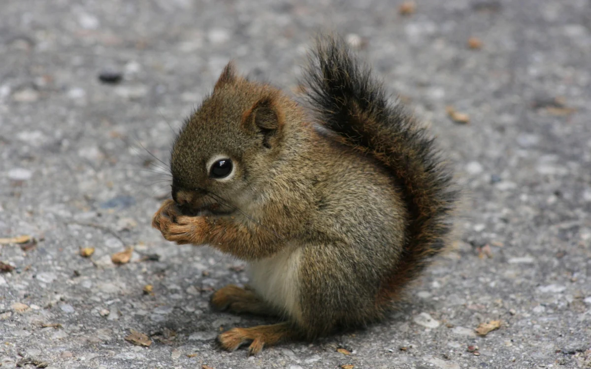 A red-tailed squirrel on an asphalt path