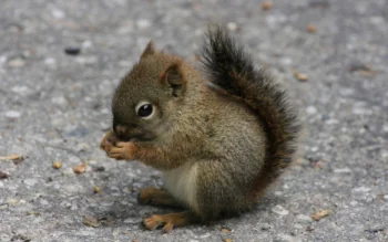 A red-tailed squirrel on an asphalt path