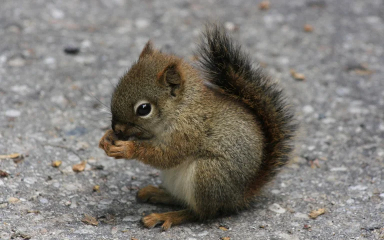 A red-tailed squirrel on an asphalt path