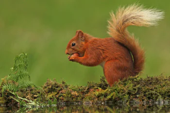 A squirrel with a nut against a backdrop of green moss