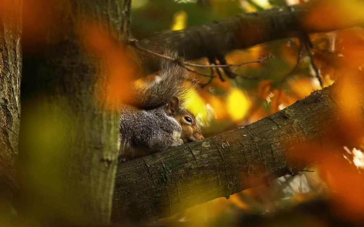 A gray squirrel rests on a branch in an autumn forest