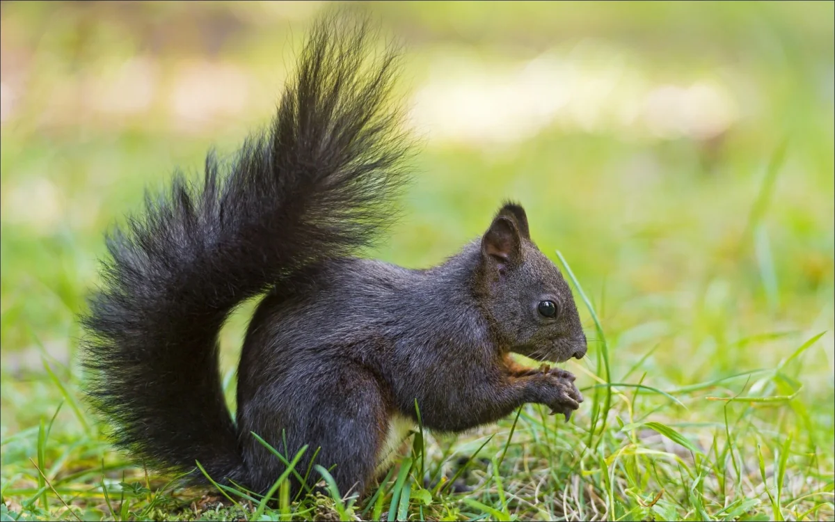 Черная белка в мягком свете на зеленой лужайке