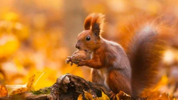 A squirrel with a nut in an autumn forest