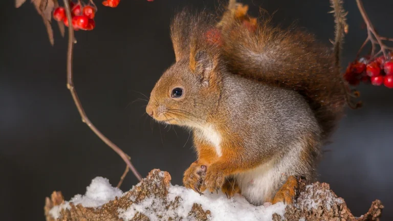 Руда білка на засніженій гілці горобини