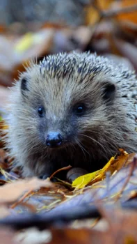 Еж в осенней листве
