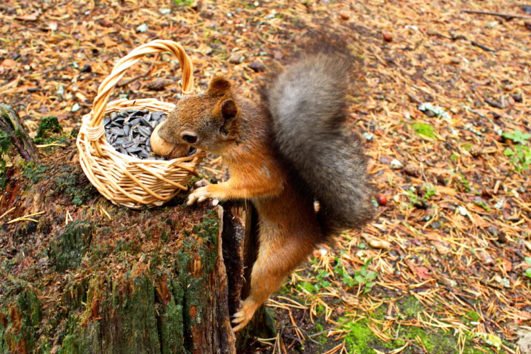A red squirrel picks out a treat from a woven basket on an old stump