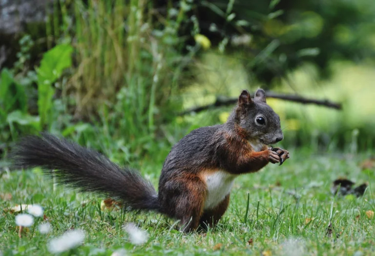 An ordinary squirrel in thick green grass