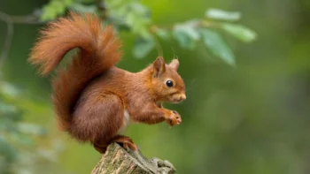 An ordinary squirrel on a stump deep in the forest