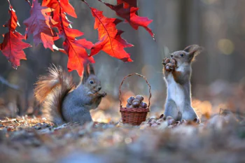 Two squirrels with a basket of acorns in an autumn forest