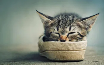 спляче смугасте кошеня у черевику, взуття, кішки, коти, кошенята, милі, тварини, фауна