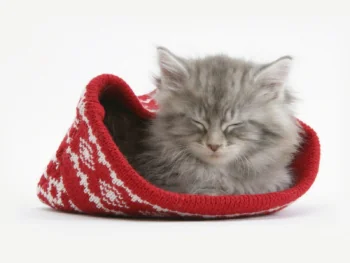 A sleeping gray kitten wearing a red knitted hat