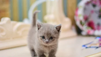 маленький серый котенок в домашней обстановке, британский короткошерстный котенок, котята, кошки, коты, милые, животные, фауна