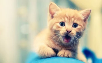 руде кошеня з здивованим поглядом, кішки, коти, кошенята, милі, смішні, тварини, фауна