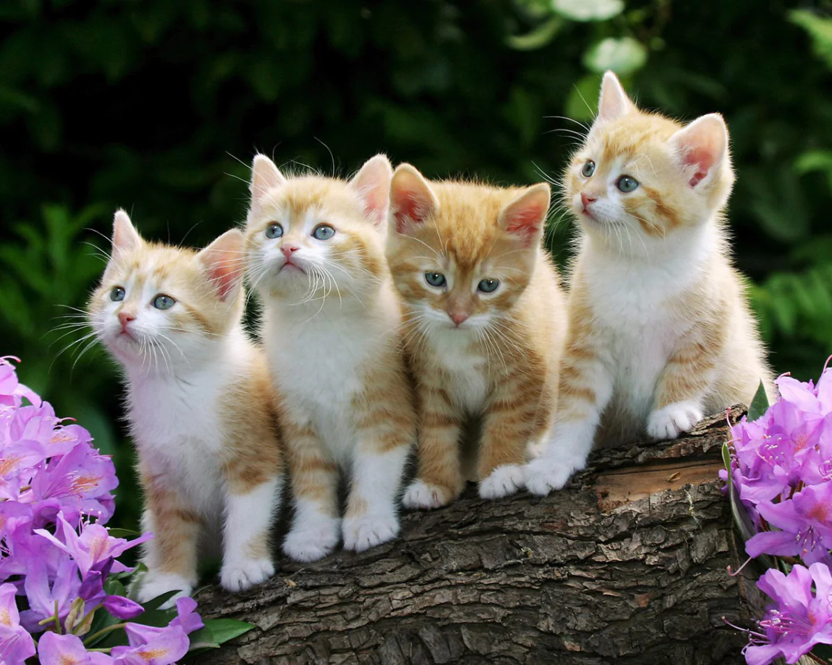 Four ginger kittens on an old snag among blooming rhododendrons