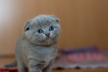 Любопытный котенок шотландской вислоухой породы
