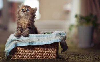 A fluffy kitten in a wicker basket