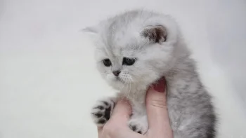 британське короткошерсте кошеня, кішки, коти, кошенята, милі, тварини, фауна