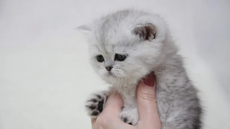 британське короткошерсте кошеня, кішки, коти, кошенята, милі, тварини, фауна