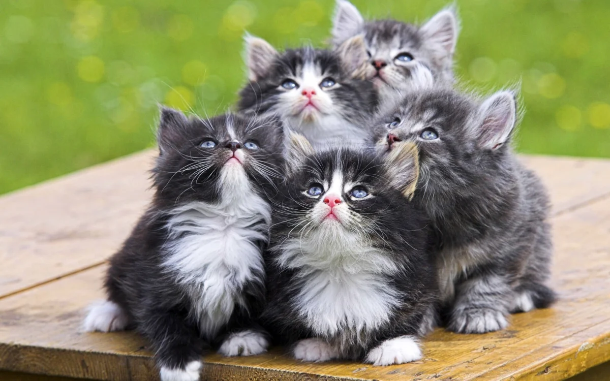 five fluffy maine coon kittens, cats, cute, kittens, animals, fauna