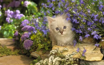 a ragdoll kitten in various colors, cats, cute, flowers, kittens, look, views, glance, animals, fauna