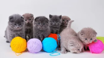 scottish fold kittens with balls of yarn, cats, cute, kittens, look, views, glance, animals, fauna