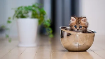 сибірське кошеня в металевій мисці, кішки, коти, кошенята, милі, смішні, тварини, фауна