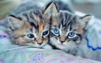 Two fluffy kittens