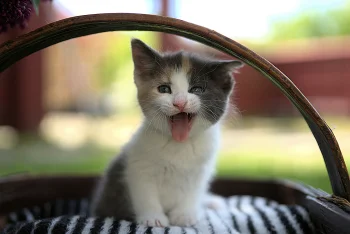 A calico kitten is yawning