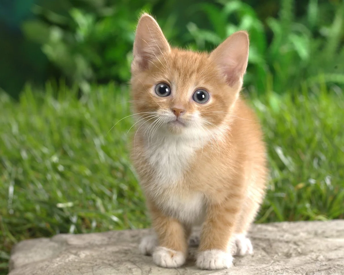 Рыжий котенок на зеленой лужайке
