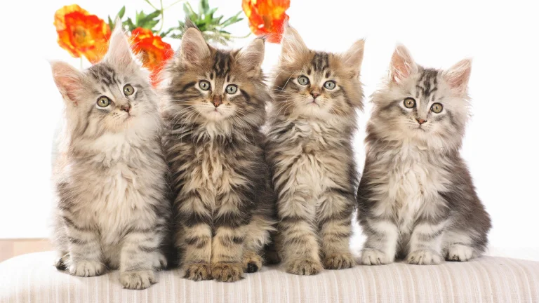 four maine coon kittens, cats, cute, flowers, kittens, look, views, glance, poppies, animals, fauna