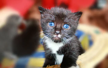 A black-and-white kitten with bright blue eyes