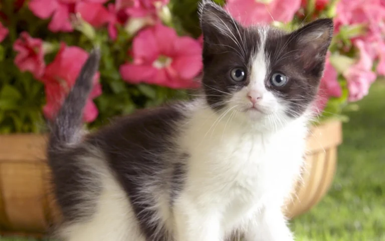 A black-and-white kitten against a backdrop of pink flowers