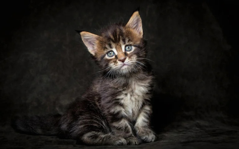A small Maine Coon kitten against a dark background