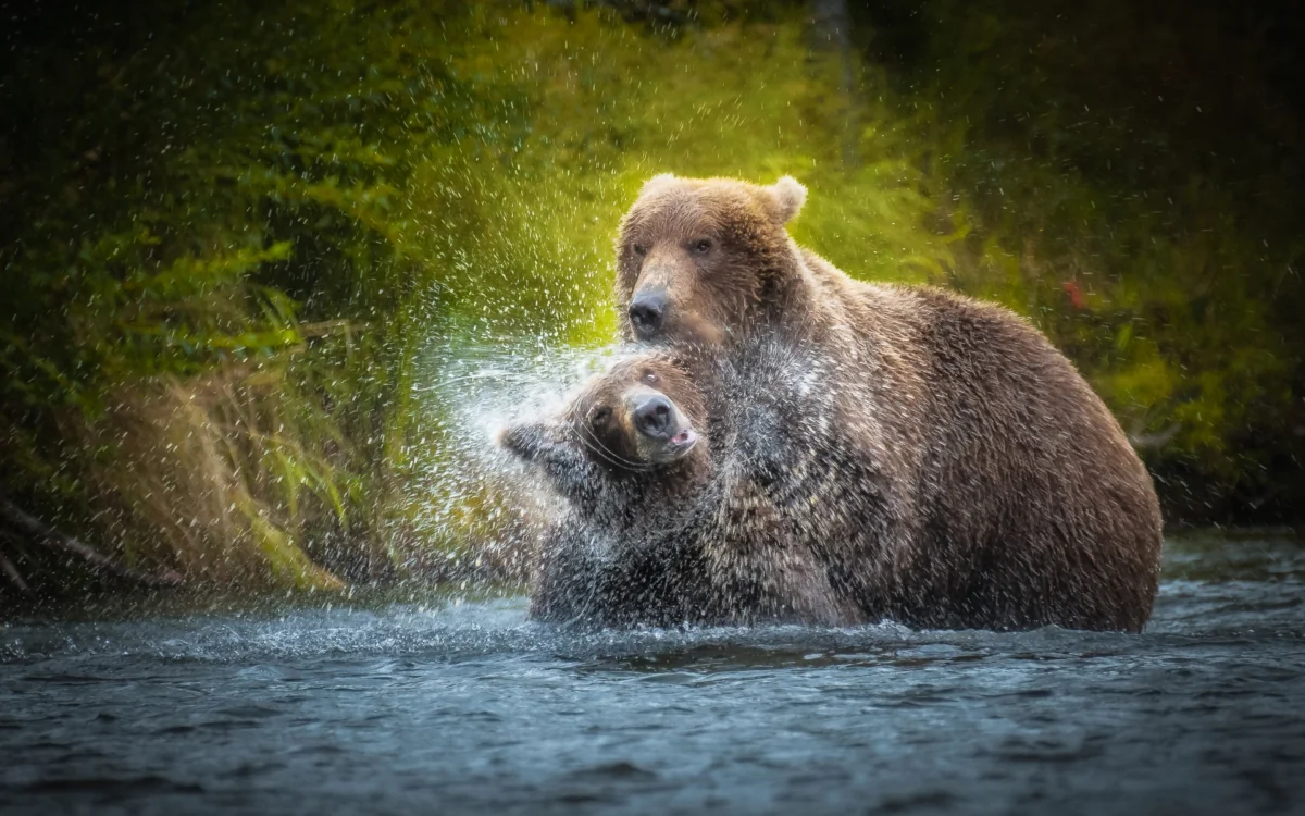 Brown bears playing in a forest stream