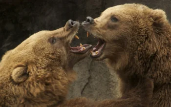 Brown Bears in a Fight