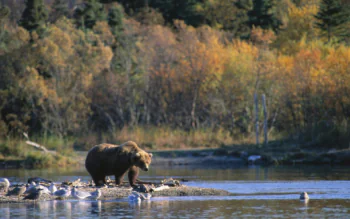 A brown bear on the riverbank in an autumn forest