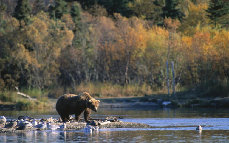 A brown bear on the riverbank in an autumn forest
