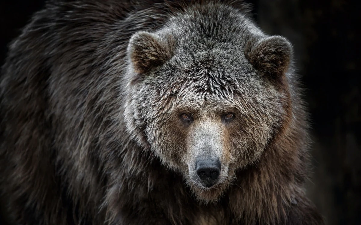 The gaze of a brown bear with thick fur