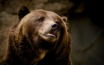 Close-up of a brown bear in its natural habitat