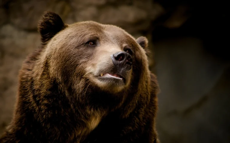 Close-up of a brown bear in its natural habitat